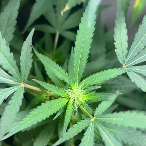 Carmen JAK growlog timeline photo