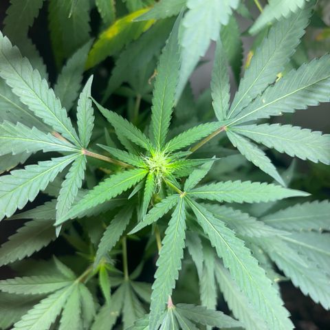 Carmen JAK growlog timeline photo