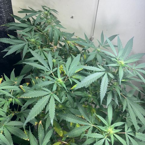 Carmen JAK growlog timeline photo