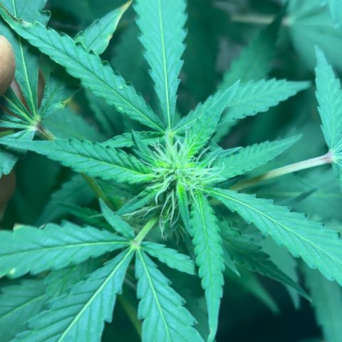 Carmen JAK growlog timeline photo