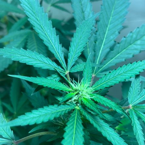 Carmen JAK growlog timeline photo