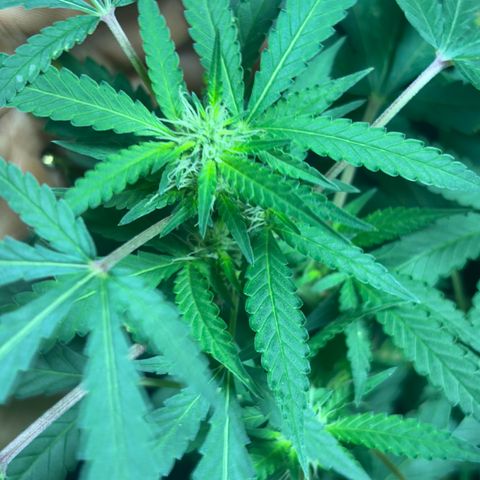 Carmen JAK growlog timeline photo