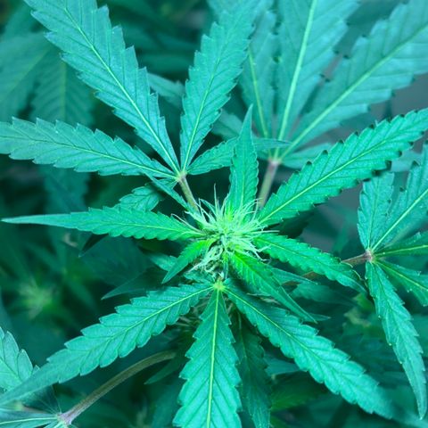 Carmen JAK growlog timeline photo