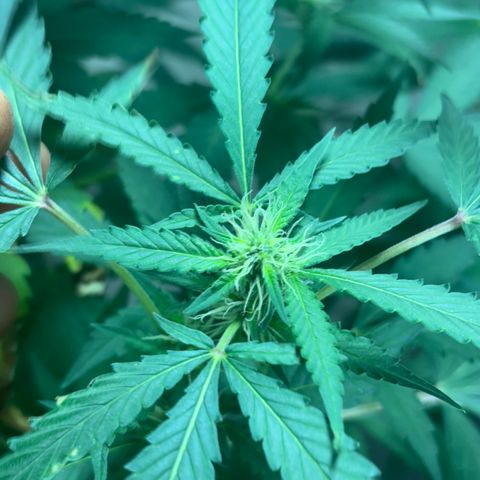 Carmen JAK growlog timeline photo