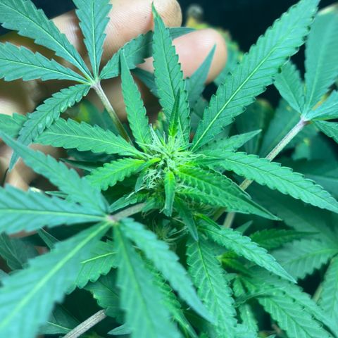 Carmen JAK growlog timeline photo