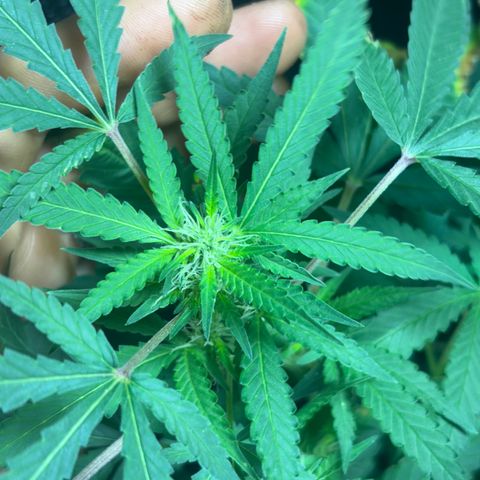 Carmen JAK growlog timeline photo