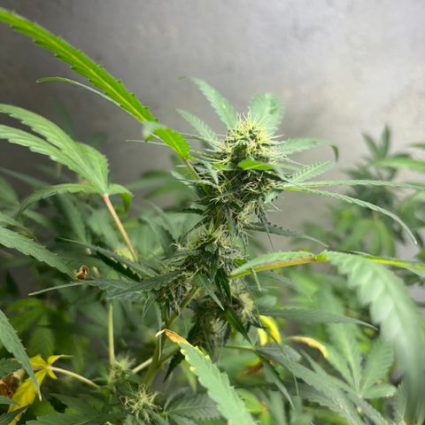 Carmen JAK growlog timeline photo