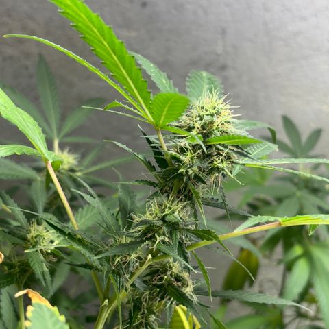 Carmen JAK growlog timeline photo