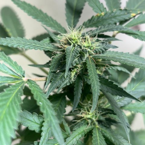 Carmen JAK growlog timeline photo