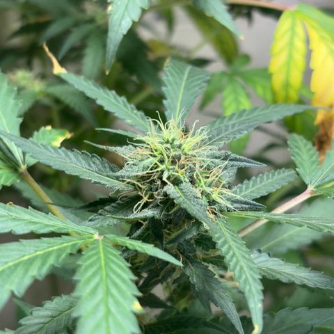 Carmen JAK growlog timeline photo