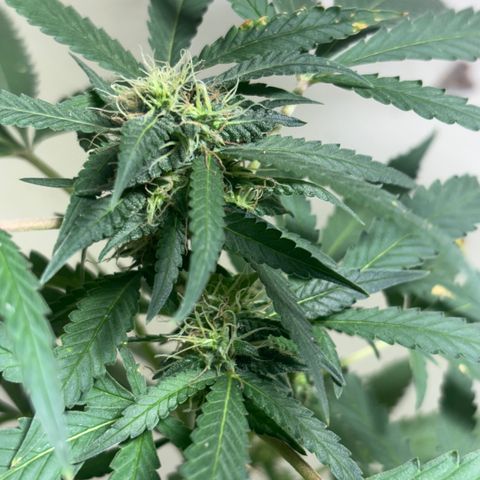 Carmen JAK growlog timeline photo