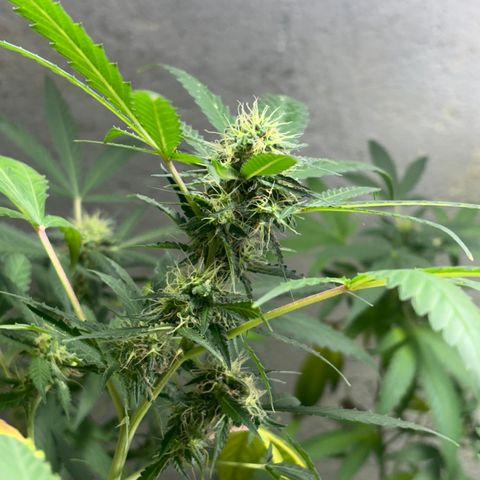 Carmen JAK growlog timeline photo