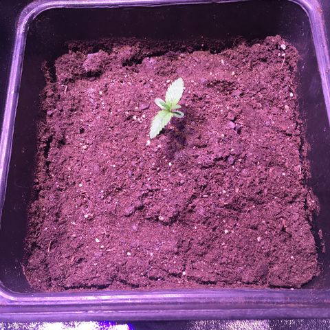 Sweet skunk auto growlog photo: 2 cm