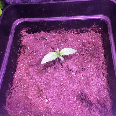 Sunset growlog photo: 3 cm