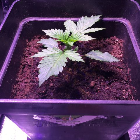 Sweet skunk auto growlog photo: 10 cm