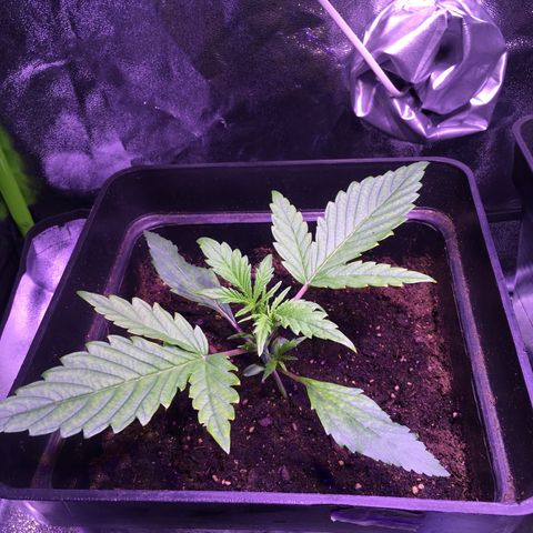 Sunset growlog photo: 15 cm