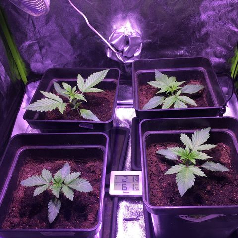 Sweet skunk auto growlog timeline photo