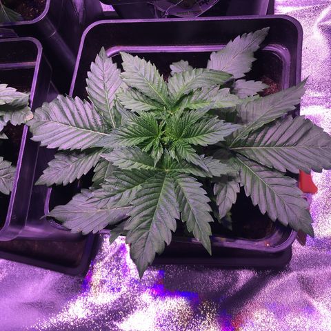 Sweet skunk auto growlog timeline photo