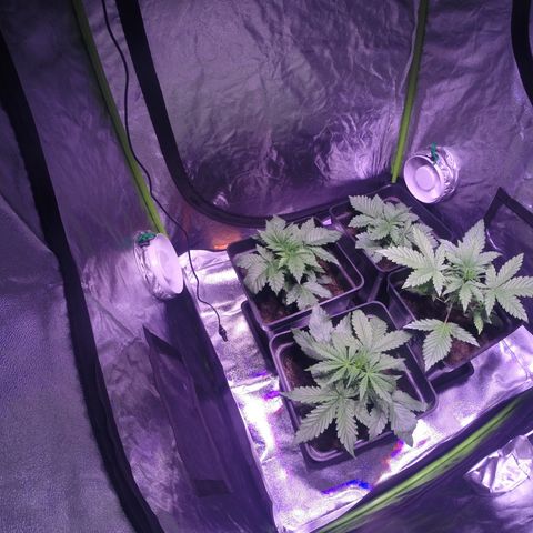 Sweet skunk auto growlog timeline photo