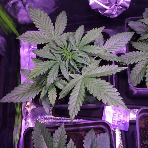 Sunset growlog timeline photo