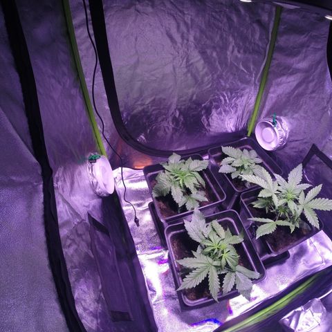 Sweet skunk auto growlog photo: Go Pro