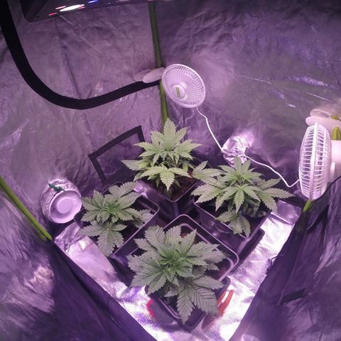 Sweet skunk auto growlog timeline photo