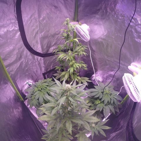 Sweet skunk auto growlog timeline photo
