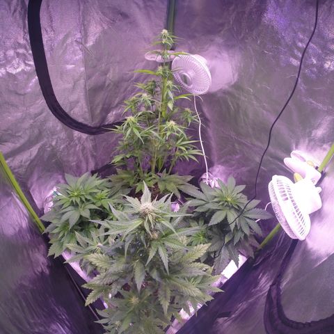 Sweet skunk auto growlog timeline photo