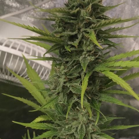 Sweet skunk auto growlog timeline photo