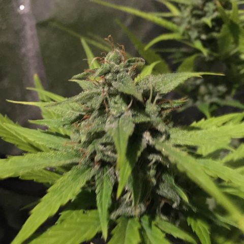 Sweet skunk auto growlog timeline photo