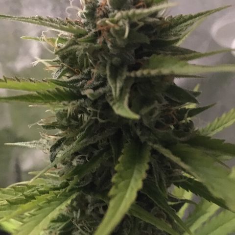 Sweet skunk auto growlog timeline photo