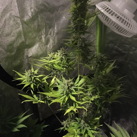 Sweet skunk auto growlog timeline photo