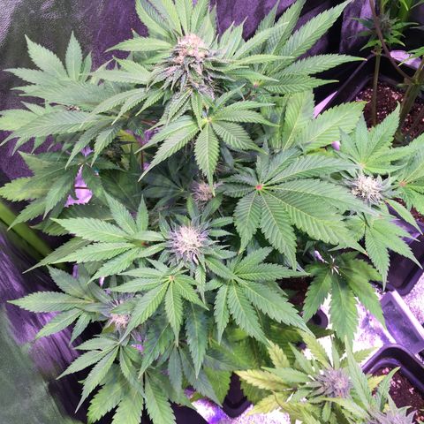 Sunset growlog timeline photo