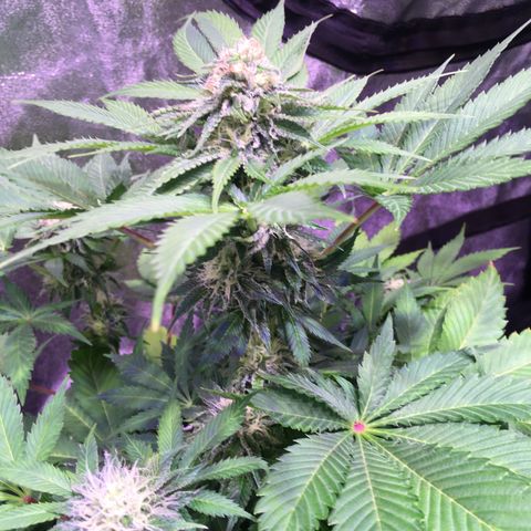 Sunset growlog timeline photo