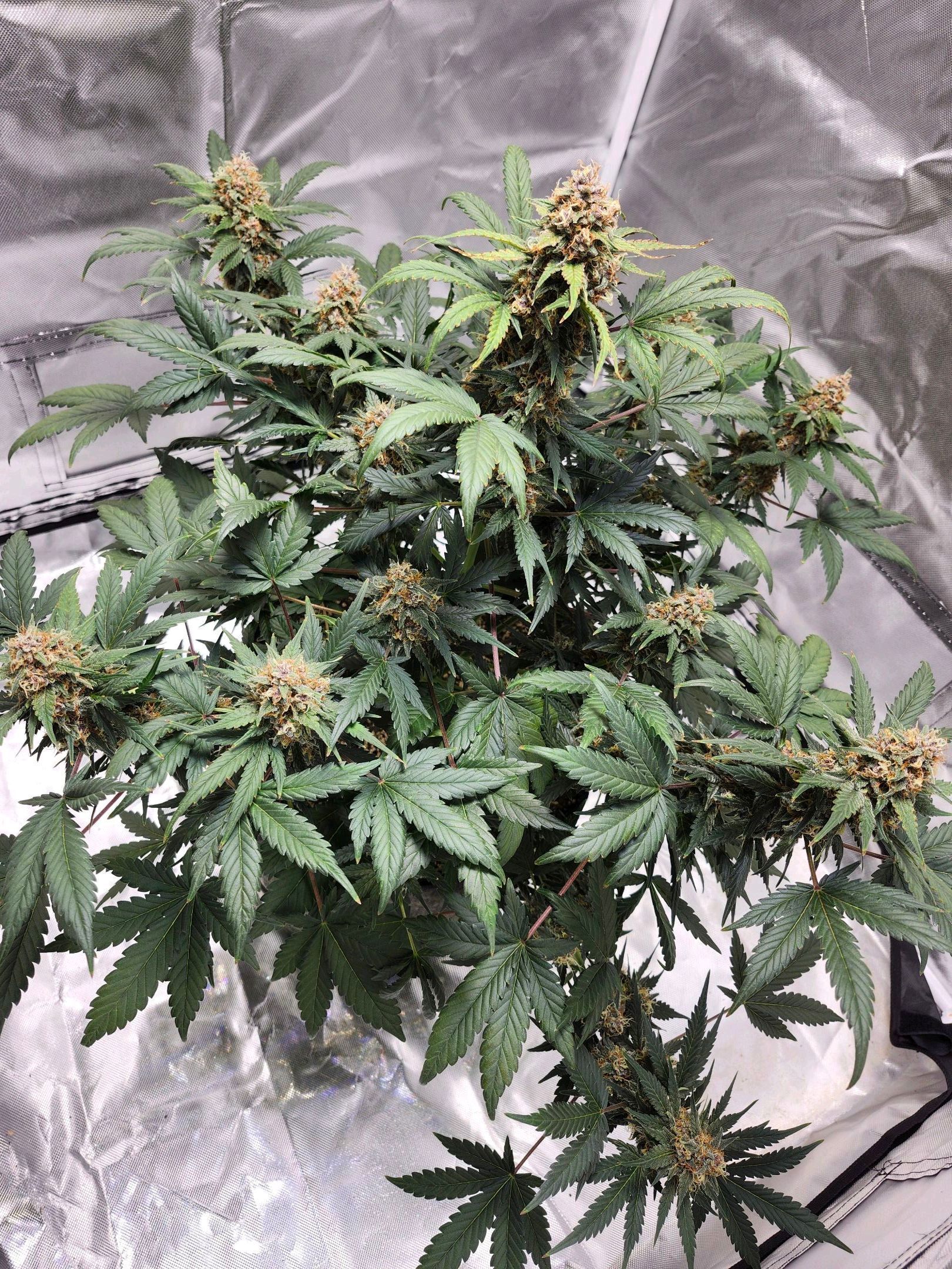Original Auto Chemdawg growlog header
