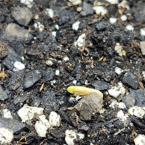 Original Auto Chemdawg growlog photo