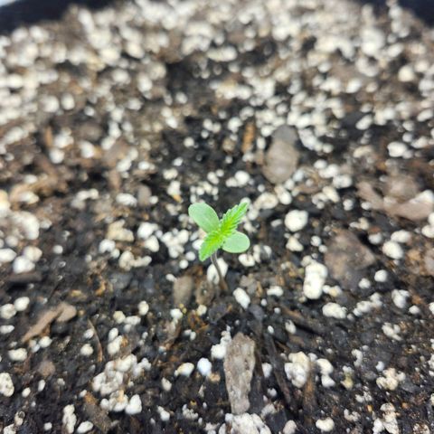 Original Auto Chemdawg growlog photo