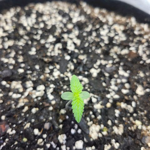 Original Auto Chemdawg growlog photo