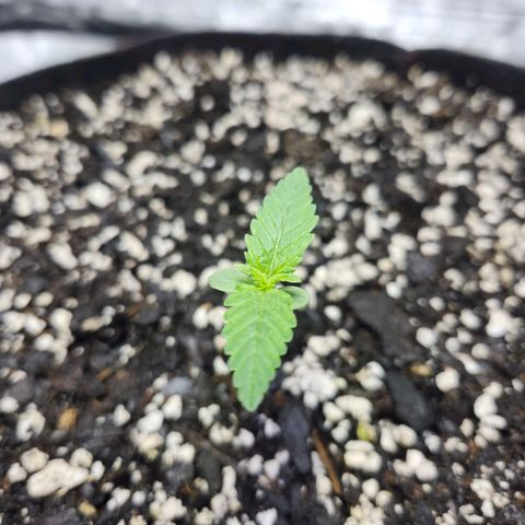 Original Auto Chemdawg growlog photo