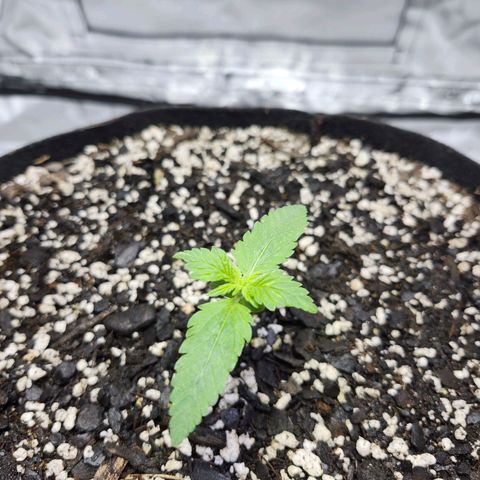Original Auto Chemdawg growlog timeline photo