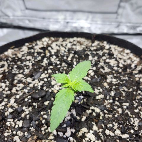 Original Auto Chemdawg growlog photo