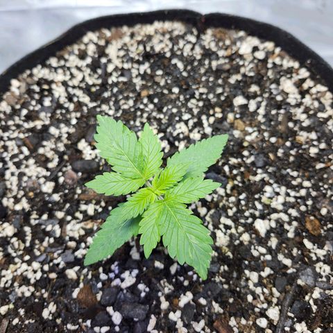 Original Auto Chemdawg growlog timeline photo