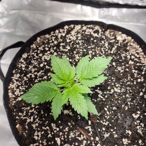 Original Auto Chemdawg growlog timeline photo