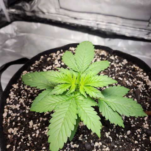 Original Auto Chemdawg growlog timeline photo