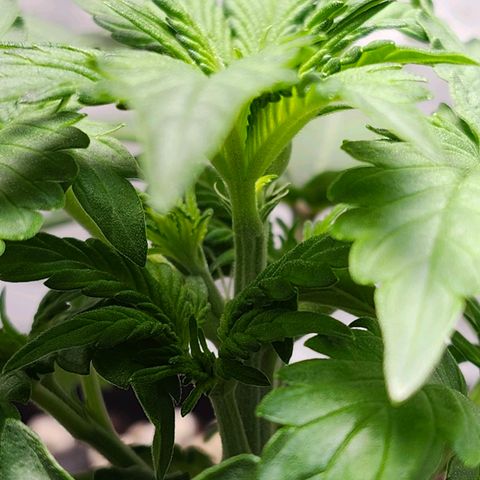 Original Auto Chemdawg growlog photo: First day of flowering 