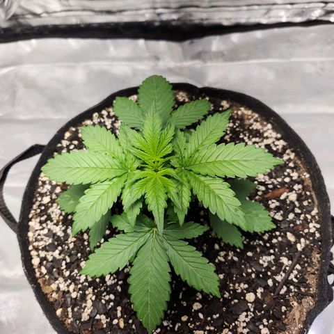 Original Auto Chemdawg growlog photo: First day of flowering 