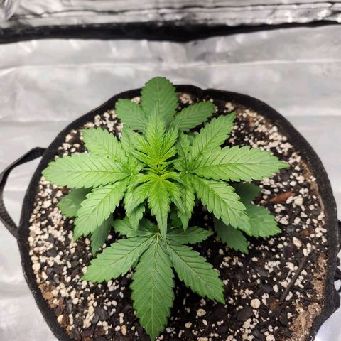 Original Auto Chemdawg growlog timeline photo