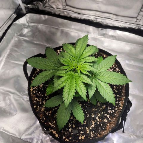 Original Auto Chemdawg growlog timeline photo
