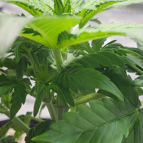 Original Auto Chemdawg growlog photo: Pistils starting to pop
