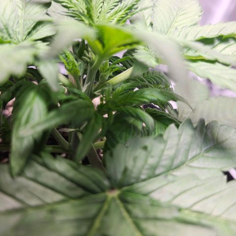 Original Auto Chemdawg growlog timeline photo